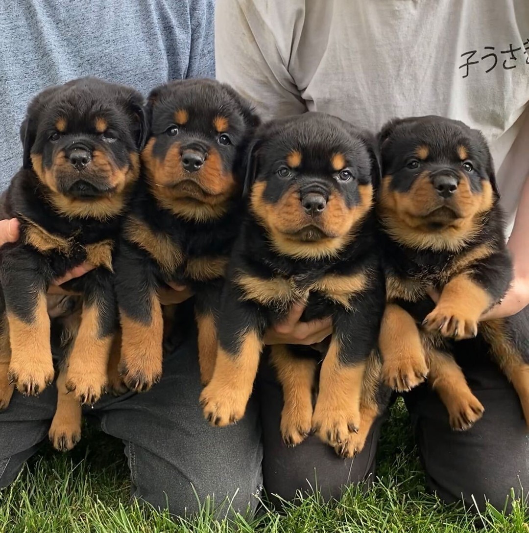 Cutiepies❤️❤️

Cute or not??

 #Rottweiler #Rottweilers