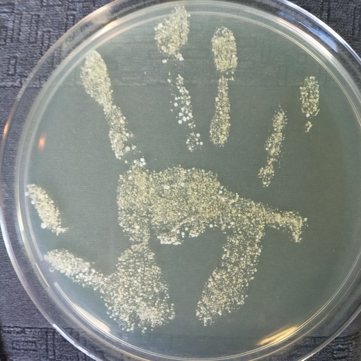 CGIAR_AMRhub tweet media