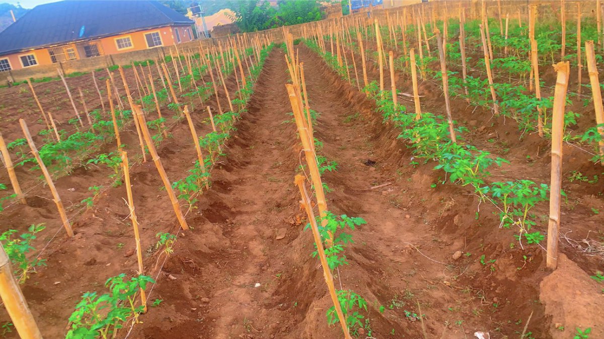 I am proudly farmer #feedthenation @akinwale_cfi  @thegloryadeniyi @Bennet0305