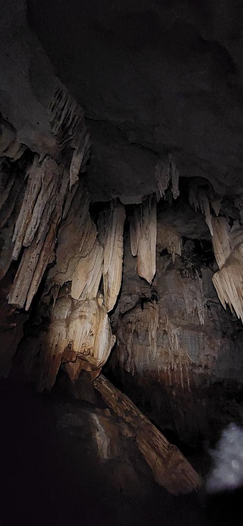 JadsonDPB's tweet photo. 👀🍄🦇 Surprises are coming soon... from 1 cave in the Brazilian savanna: ~113 fungal species distributed among 40 genera 👀🍄🦇 #BrazilianFungi #fungaldiversity #caves #ICMBio #Cecav #UFG #CNPq #Fapeg https://t.co/k2iUSJLpuO