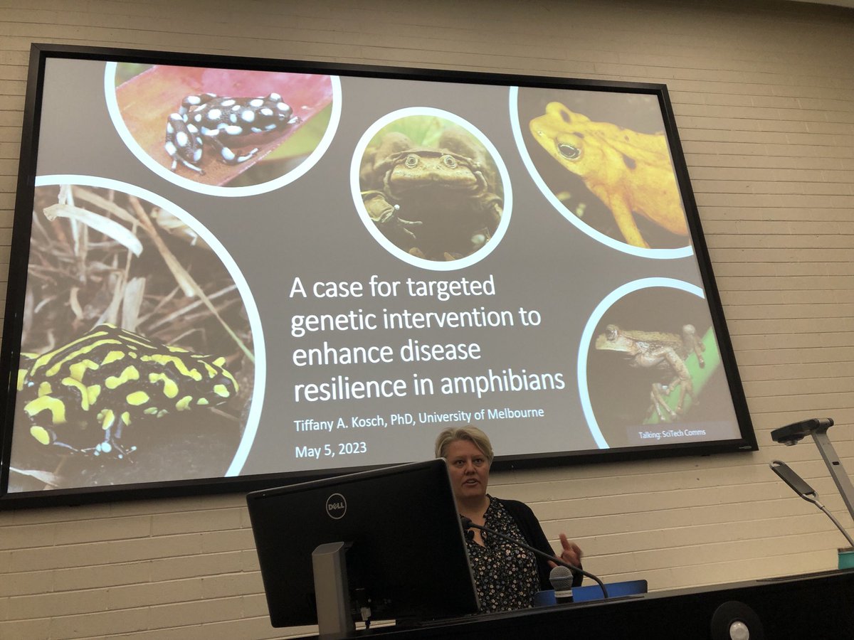 Targeted genetic intervention to enhance disease resilience in frogs, #chytrid pathogens are hard to eradicate ⁦so is conservation breeding the answer? @TAKosch⁩ talks about her work ⁦@IAEUC⁩ seminar series ⁦@UC_CCEG⁩ ⁦@UC_CAWS⁩ ⁦@UCSciTech⁩