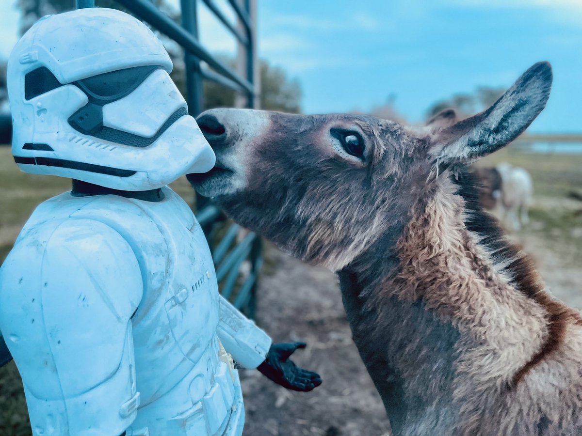 TXHorseRescue's tweet photo. #MayThe4thBeWithYou 
Even Storm Troopers deserve some love in mini donkey, Jinx's, opinion.  Plus she's certain there must be treats for #StarWarsDay 

No treats?  Be prepared for the farm rebellion.  Jinx knows she can summon a SLEUTH from @truecrimegisela 💜 https://t.co/5f9NJNt7G8