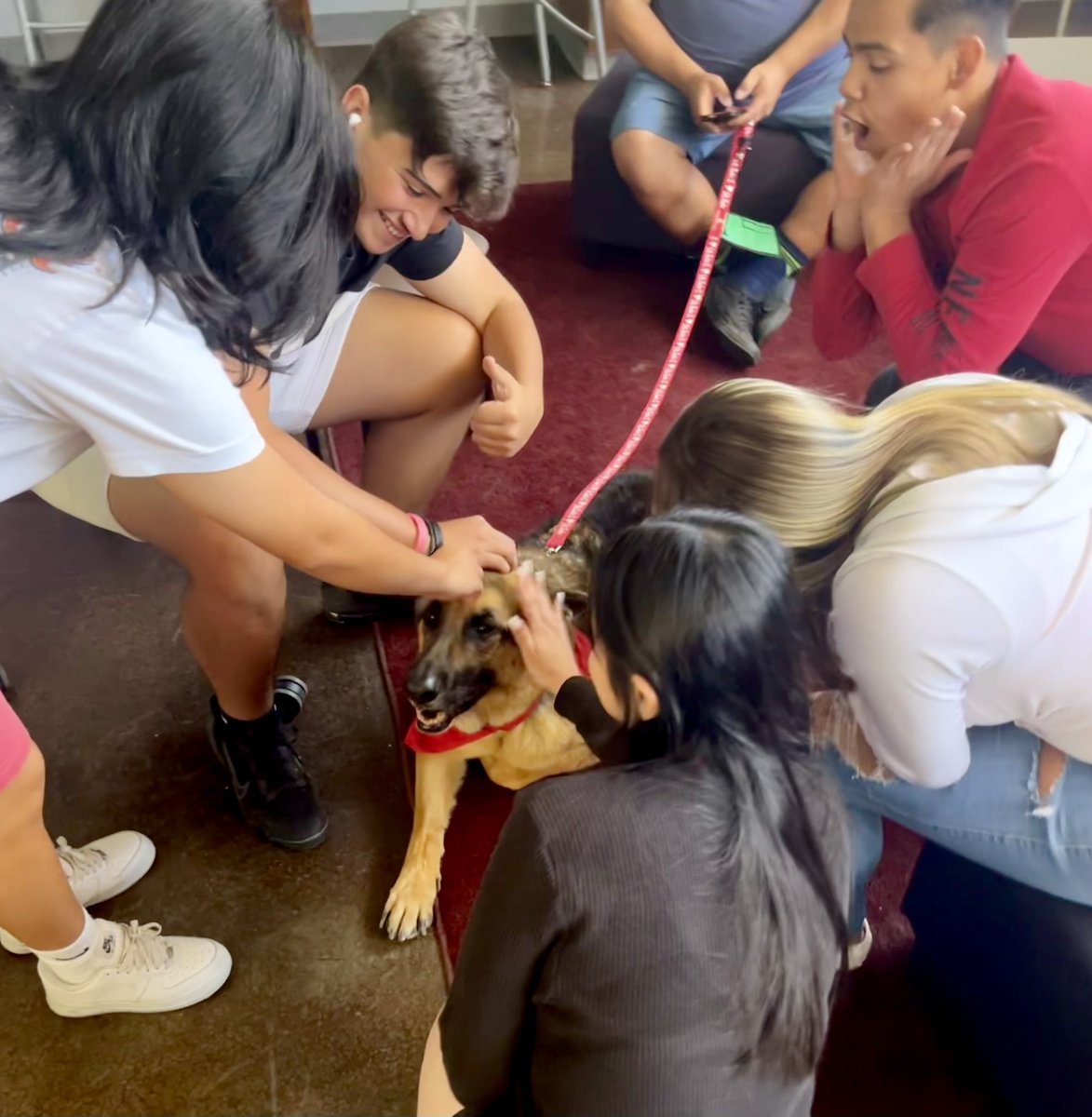 AndressLibrary's tweet photo. Rebel, our amazing therapy dog, assisted a little differently this visit, helping students de-stress after STAAR testing these past few weeks. ❤️ The students’ smiles…🥹@cisco_romero43 @MsKmross @MrsChristyVigil @MrSifuentes555 https://t.co/ypJcCIrH2T