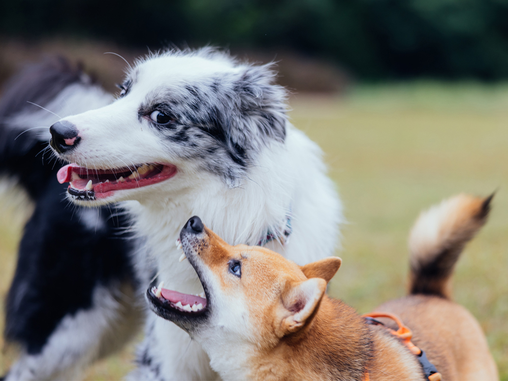 Almuoc's tweet image. Turns Out Humans Kind of Suck at Recognizing the Signs of Dog Aggression. 

buff.ly/3AFzi7H

#dogbehaviortraining #dogbehaviormodification #dogbehavior #dogtraining101 #dogtraining