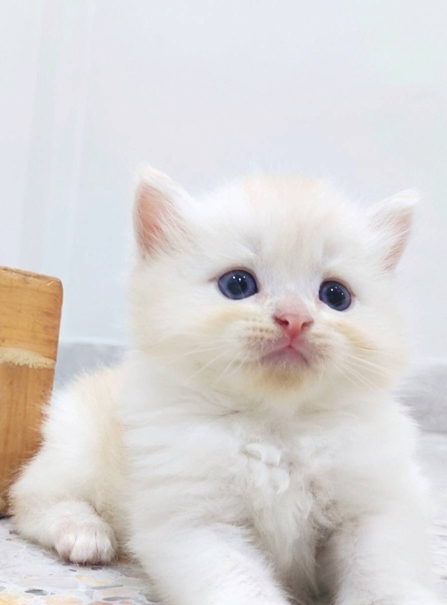 Targerhpz's tweet photo. ตามหาผู้ปกครองให้น้องค่ะ 
ดช อายุ2เดือน yellow eyes หูตั้ง
พกใบ scfc แต่สินสอดรัฐบาล 🎉
 นัดรับ กทม. ได้ ค่ะ ตจว.ส่งถึงหน้าบ้าน
#สก็อตทิช #แมวหาบ้าน  #ขายแมว #ขายแมวโคราช #ขายแมวกทม #แมวสก็อตทิชโฟลว์ #ฟาร์มแมว #แมว #แมวส้ม #สก็��ตติชโฟลด์ #สก็อตติช https://t.co/w90tU3oDpx