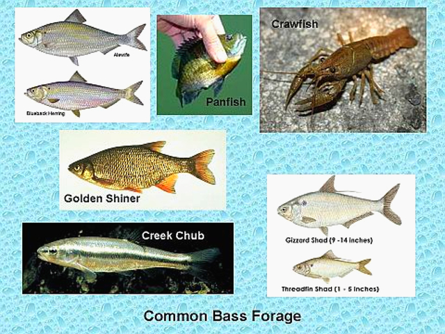 BassFishnTips's tweet image. Understanding Bass Forage 

bassfishingtips-tales.blogspot.com/2023/03/unders…