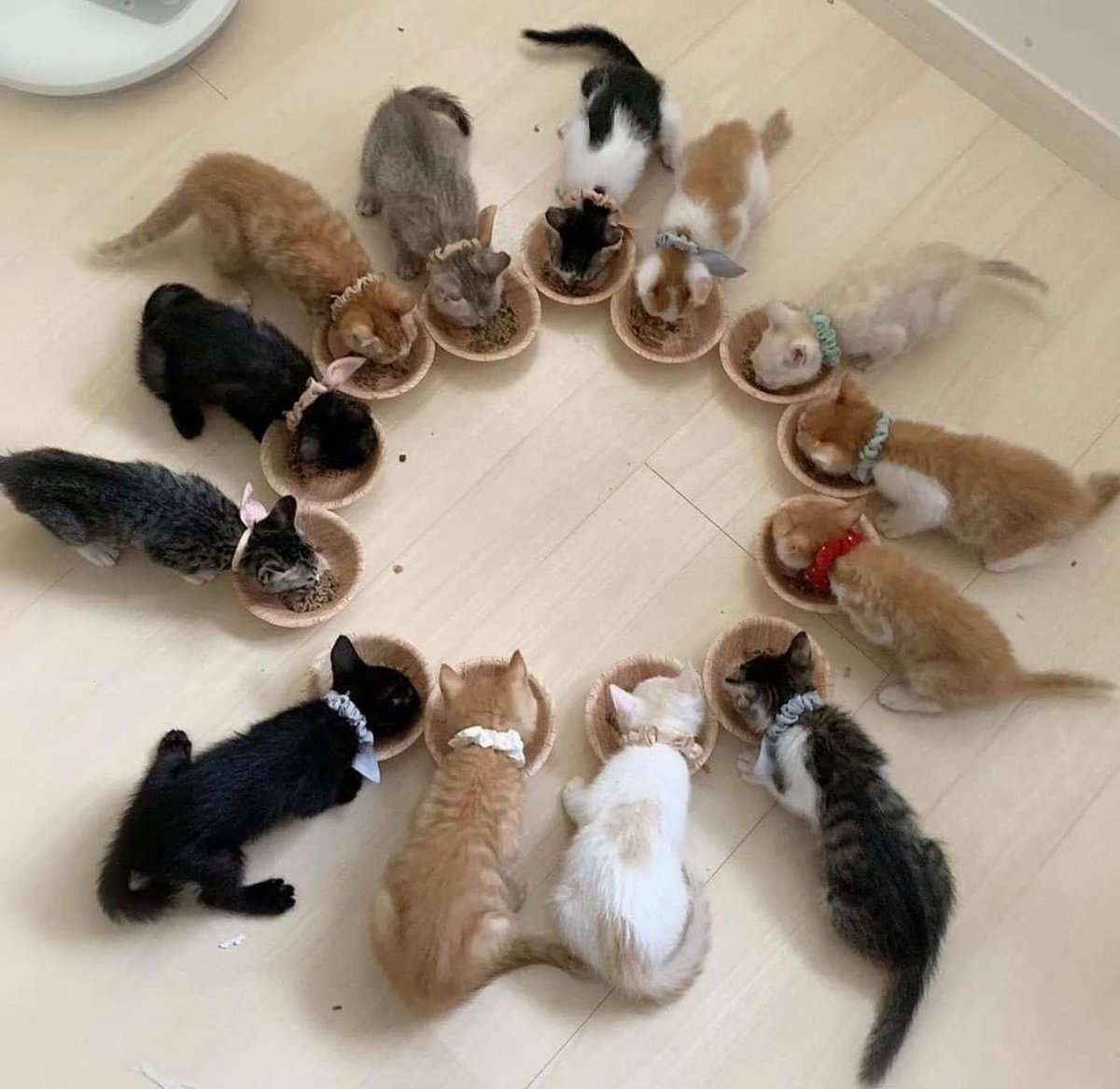 ShouldHaveCat's tweet image. 