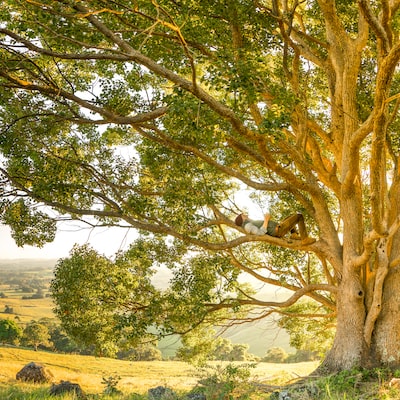 dreamernomad's tweet photo. Man relaxing on a tree branch, holding his phone in the warm yellow glow of golden hour sunlight, sunrise or sunset. 📌Australia 📷@robmulally #nature #hourlyNature #nomaddream #wonderlust #travel https://t.co/BEAZ3glKJ9