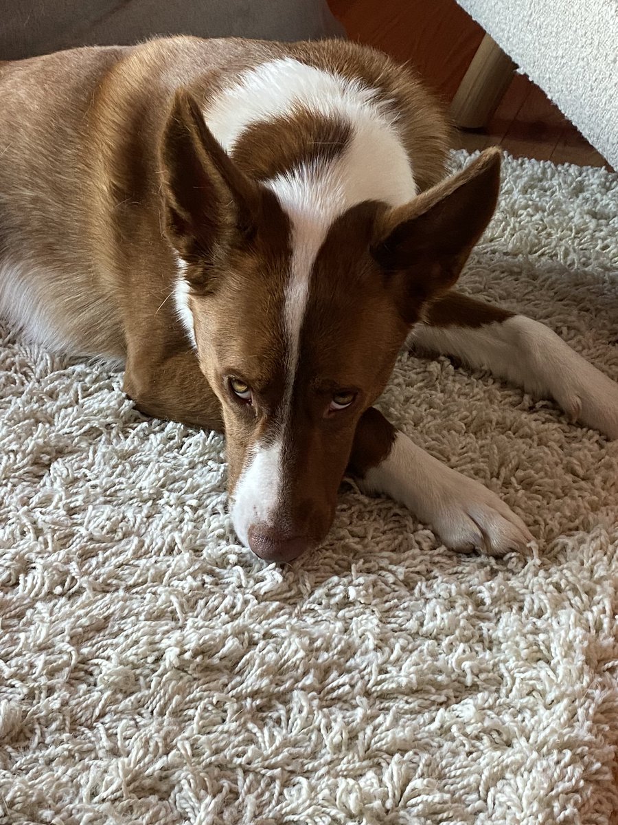 bignosebluffton's tweet photo. may i has som boops please https://t.co/AJeYT5zxcc