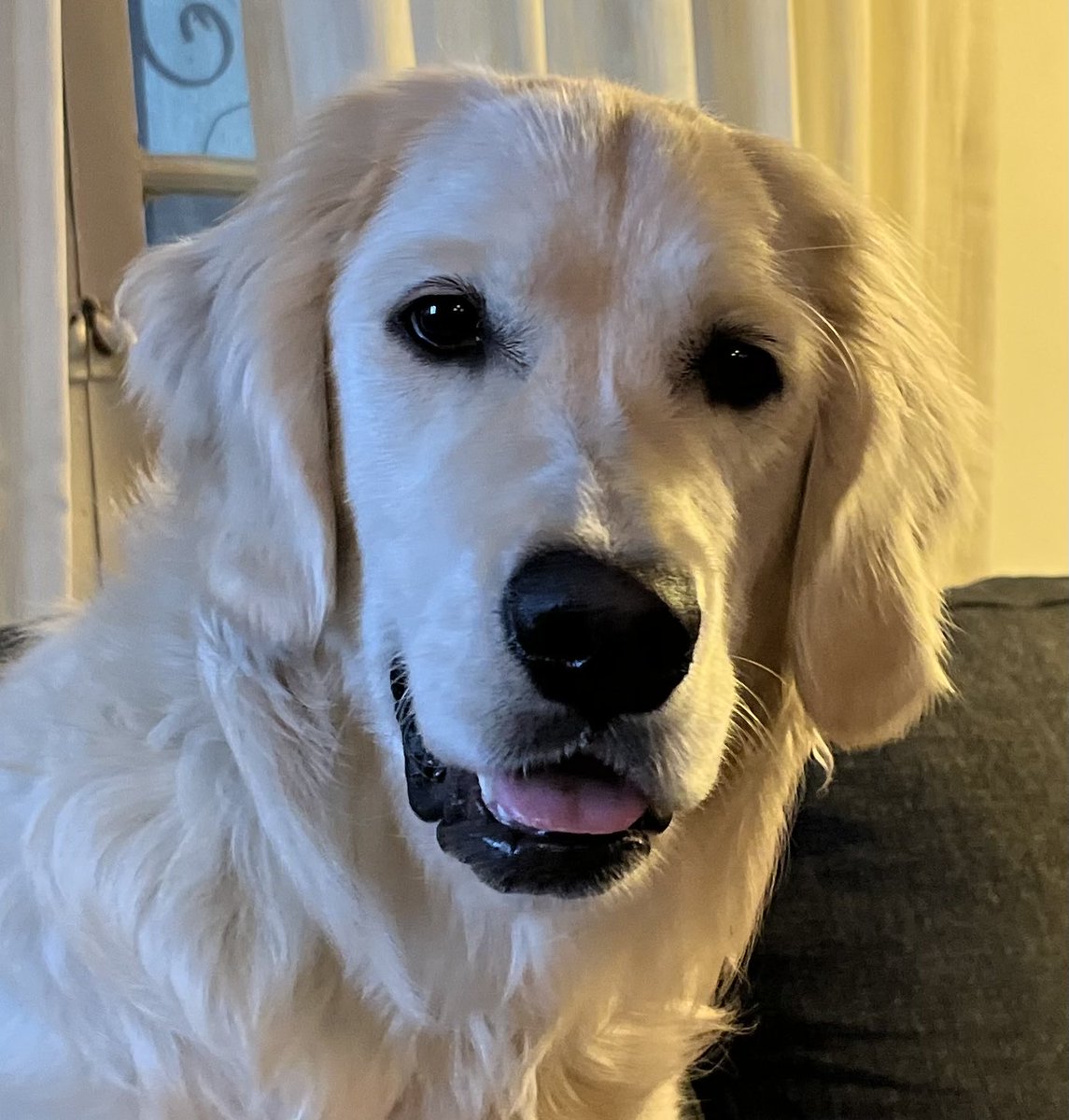 MeetMaxie's tweet photo. Tongue out Thursday.  Wait- that’s wrong?  We do our own thing over here. https://t.co/RtCn5c1J6M