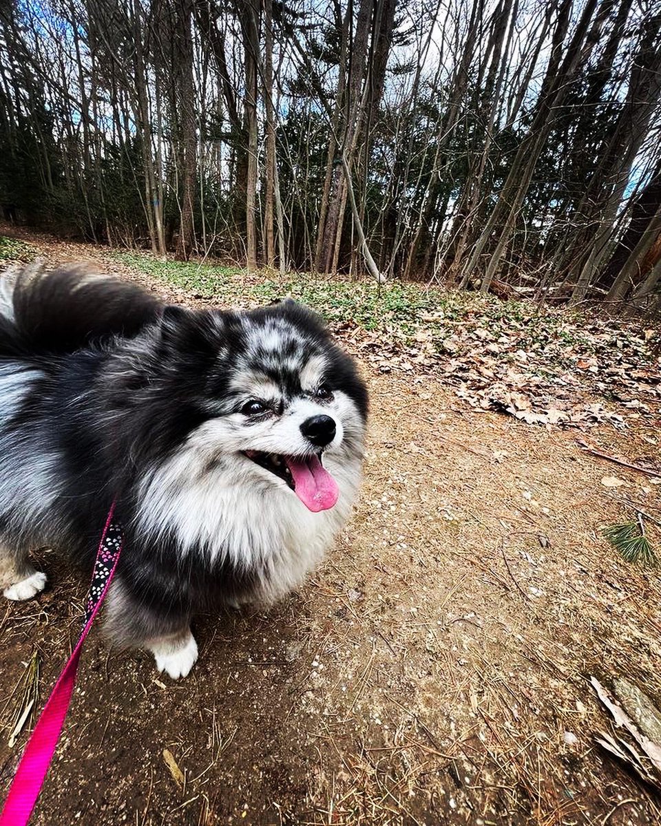 LI-DOG: Long Island Dog Owners Group tweet media