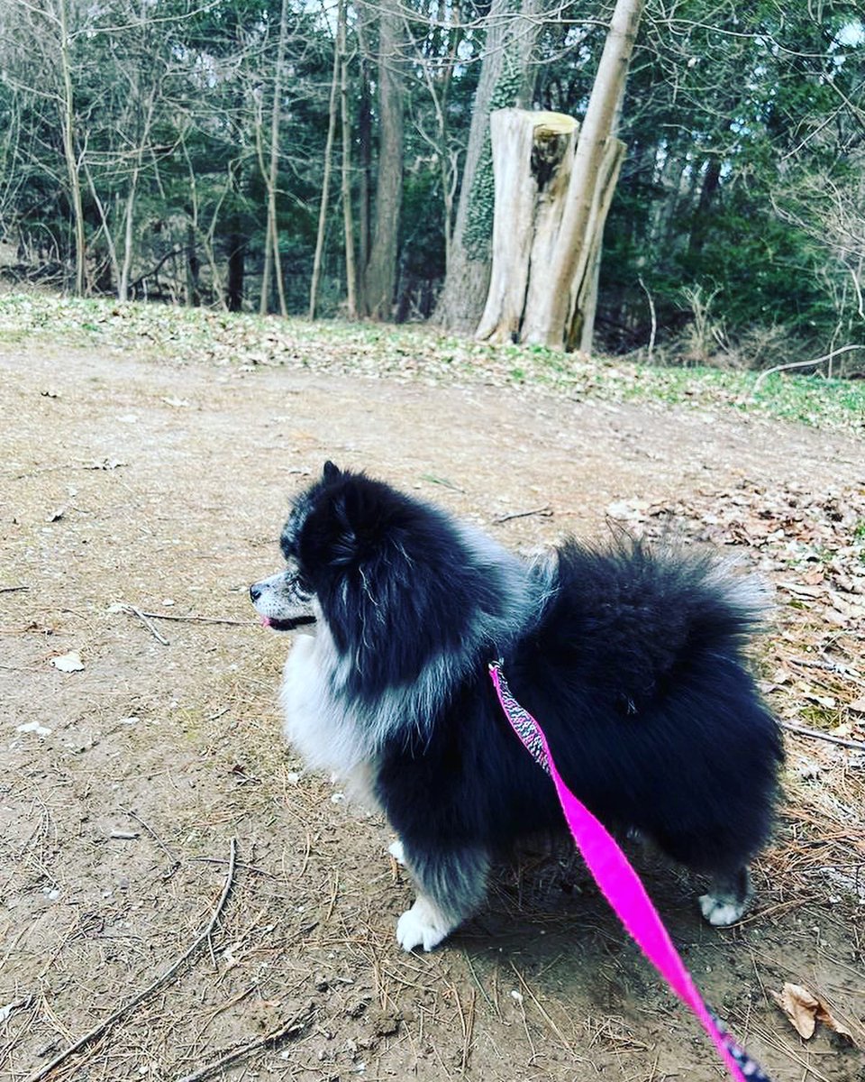 LI-DOG: Long Island Dog Owners Group tweet media