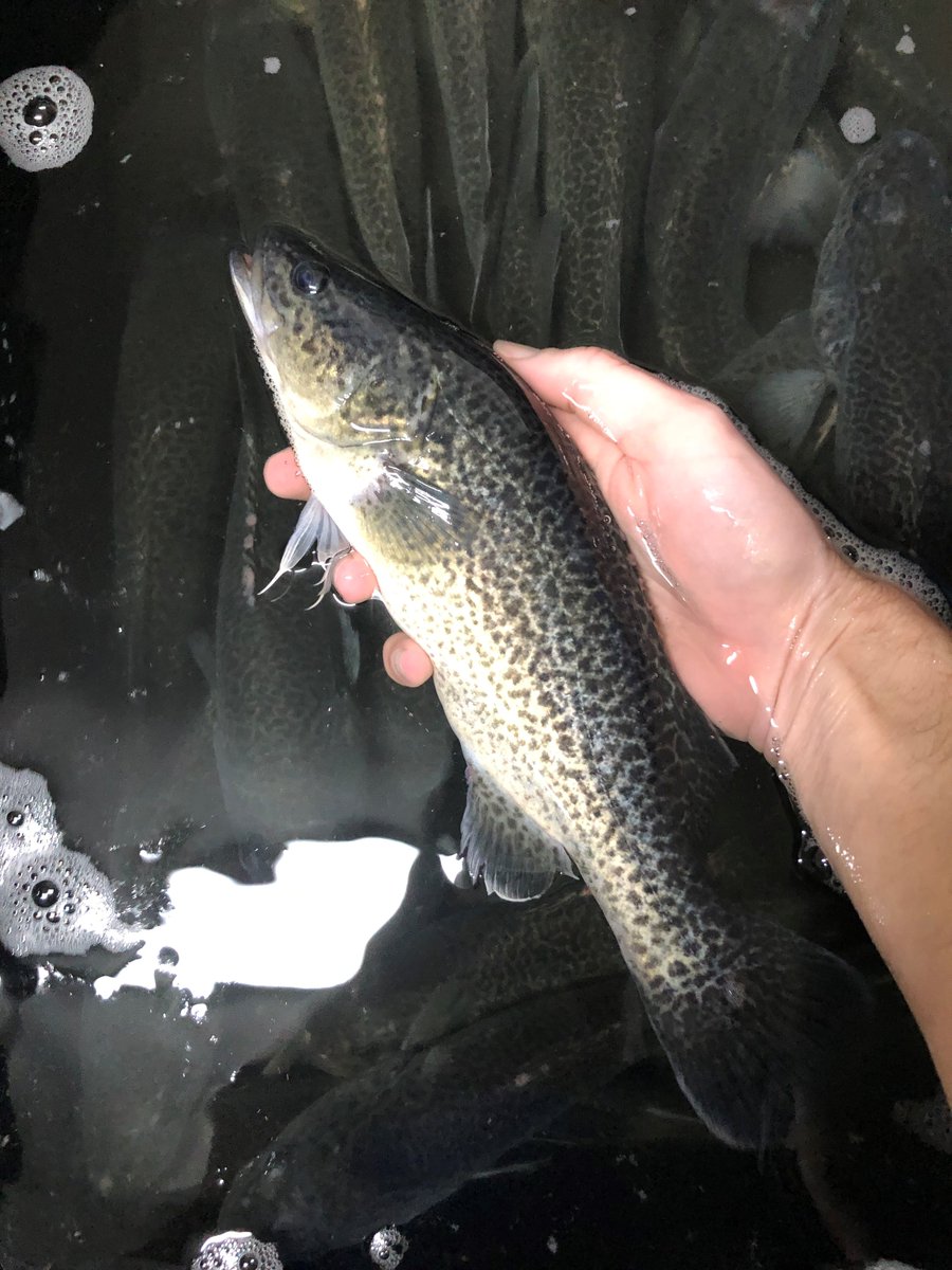 The beautiful colours of the Australian native fish, Murray Cod (Maccullochella peelii).
#aquaculture #nutrition #murraycod @deakinresearch <a href="/FRDCAustralia/">FRDC</a>