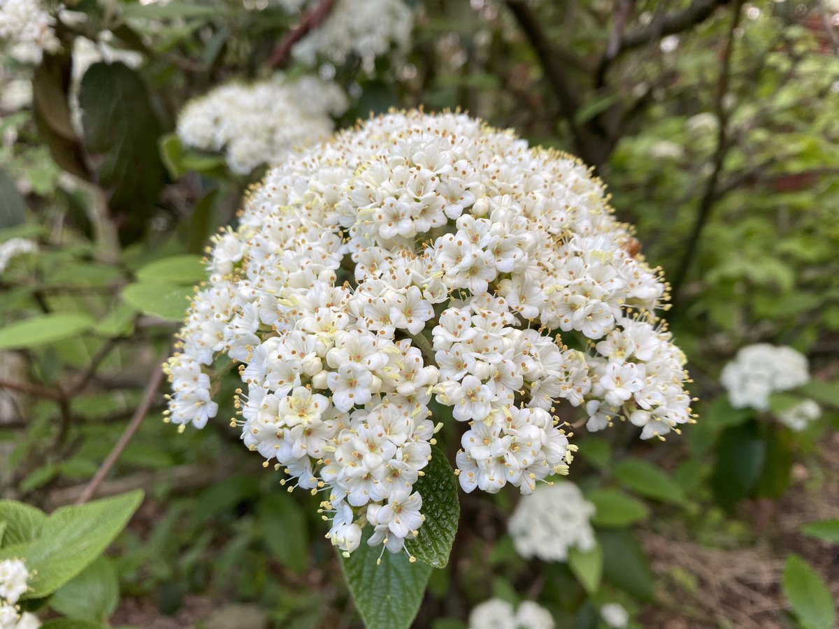 compost maven tweet media