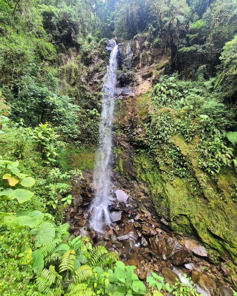 ruggedpassport's tweet photo. A hike through cloud forest to the Lost Waterfalls in Boquete, Panama https://t.co/HcPzQWcfts https://t.co/IS6J6JUtMt