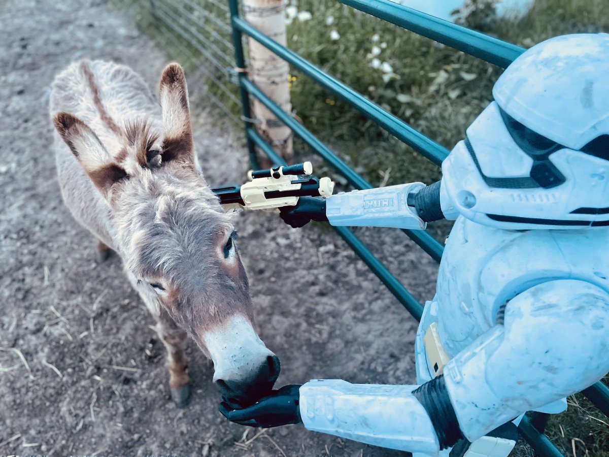 bray4peace's tweet photo. Now more than ever... #MayThe4thBeWithYou as our rescue animal rebellion prepares!  Just make sure you have lots of treats &amp; they will pledge their loyalty.  🤣 #StarWars https://t.co/r4aOKELWBF