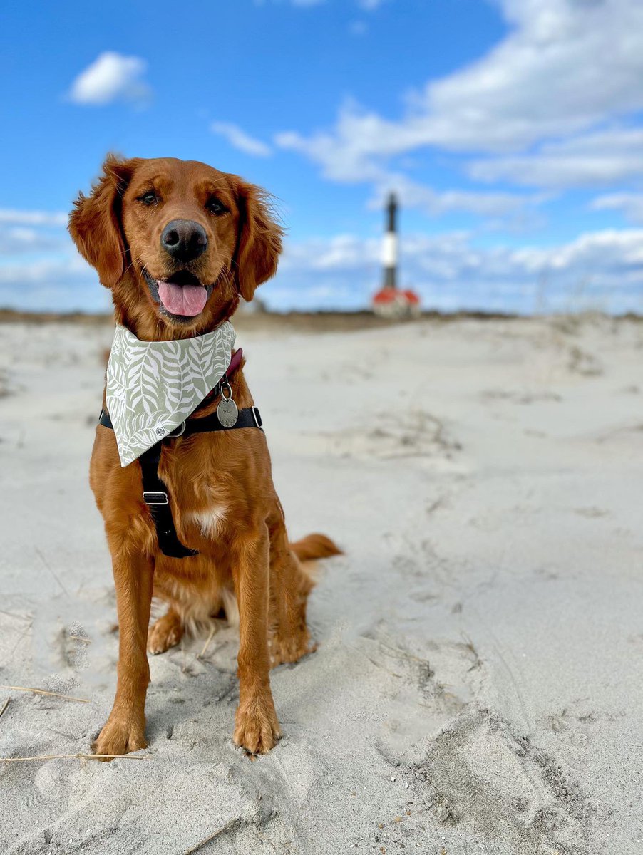 LI-DOG: Long Island Dog Owners Group tweet media