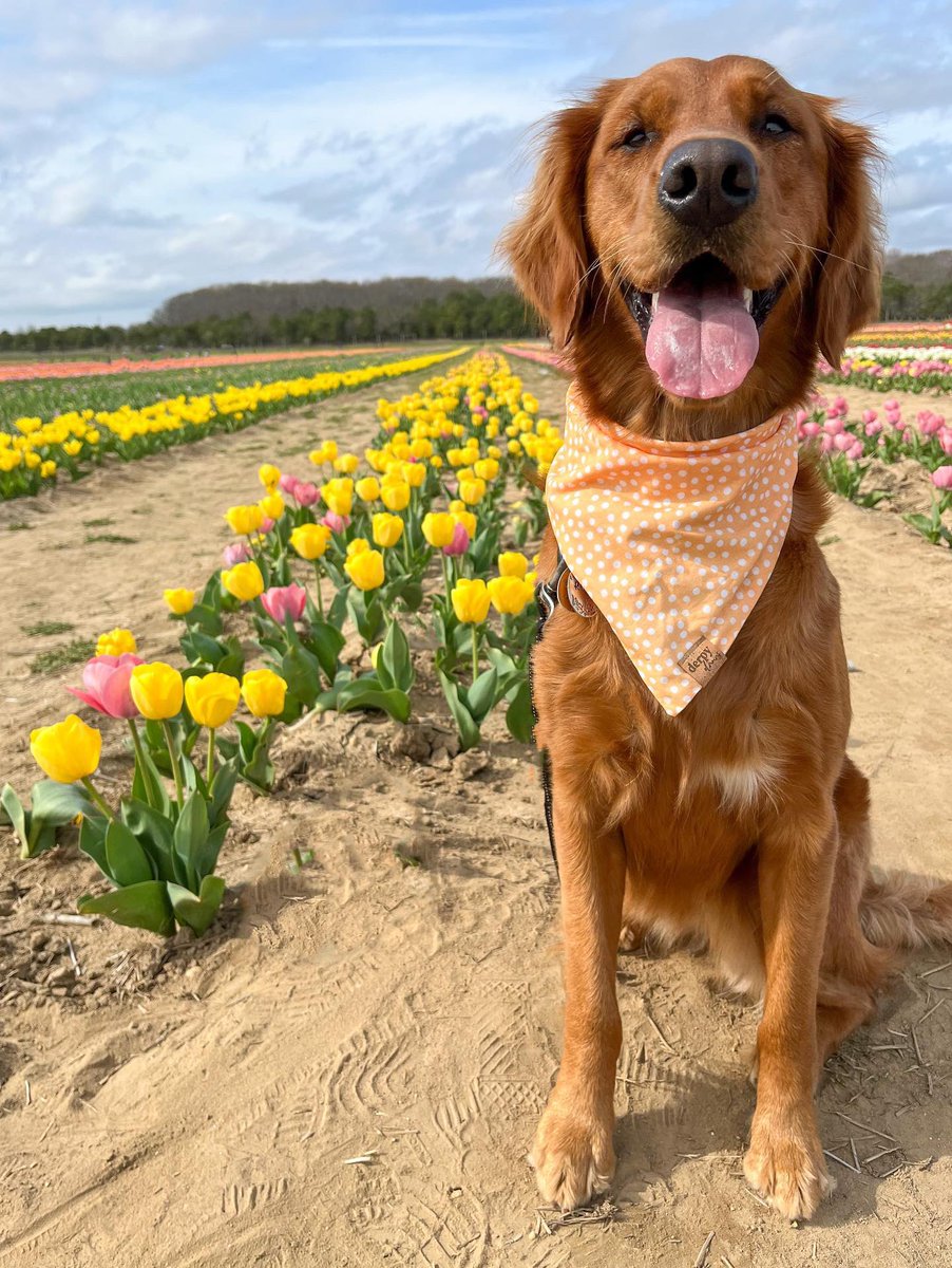 LI-DOG: Long Island Dog Owners Group tweet media