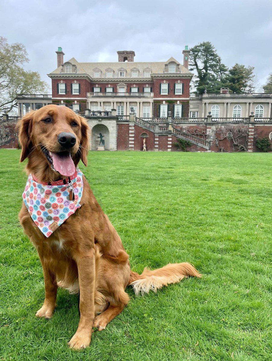 LI-DOG: Long Island Dog Owners Group tweet media