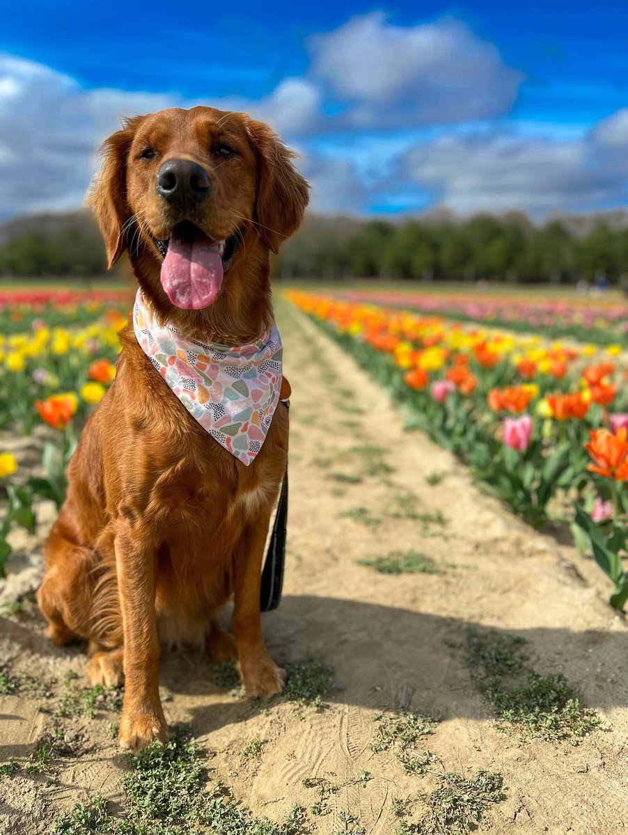 LI-DOG: Long Island Dog Owners Group tweet media