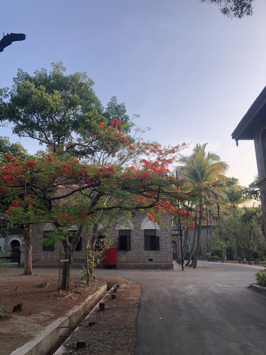 amarbarwe's tweet photo. Summers in tropical countries like India one can see Gulmohar’s blooming everywhere. When it is in full bloom it looks like a Flame in the Forest and hence it is also called as a Flame Tree. #Pune #morningwalk #fergussoncollege #summer #gulmohar #flametree #tropicaltree https://t.co/5gOIIqdk5w