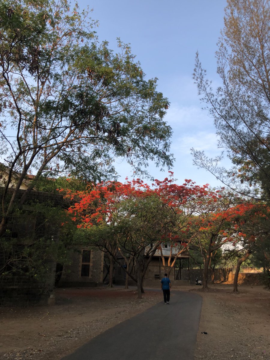 amarbarwe's tweet photo. Summers in tropical countries like India one can see Gulmohar’s blooming everywhere. When it is in full bloom it looks like a Flame in the Forest and hence it is also called as a Flame Tree. #Pune #morningwalk #fergussoncollege #summer #gulmohar #flametree #tropicaltree https://t.co/5gOIIqdk5w