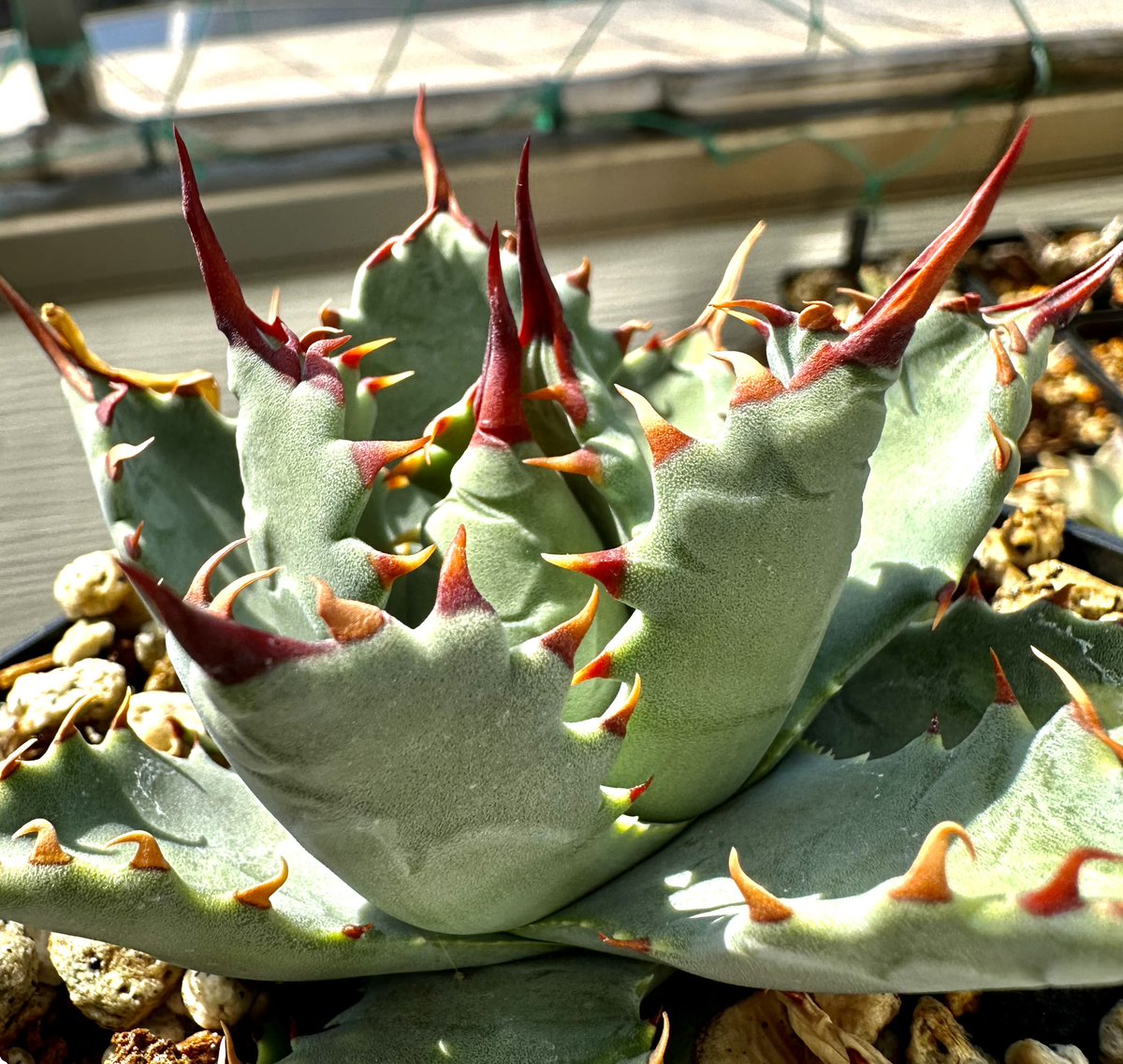 Lucky Summer Agave (@LuckySummerAgv) / Posts / X
