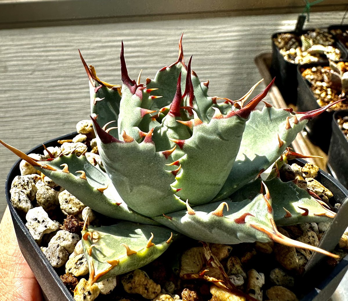 Lucky Summer Agave (@LuckySummerAgv) / X