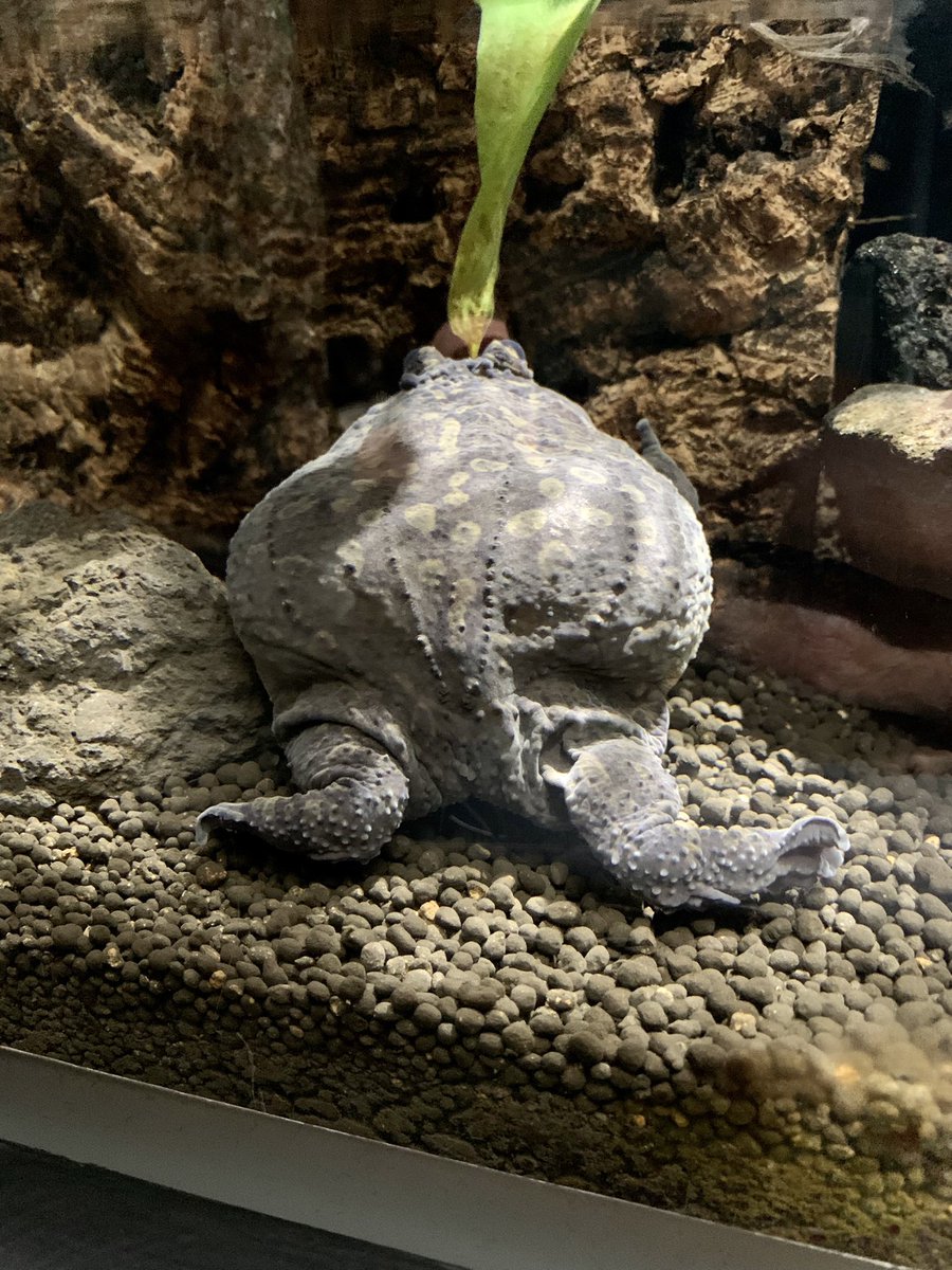 8tree_frogs's tweet photo. 激混みの水族館に来たら、両生類ケツマニア向け写真しか撮れなかった。 https://t.co/oKd6BViKYR
