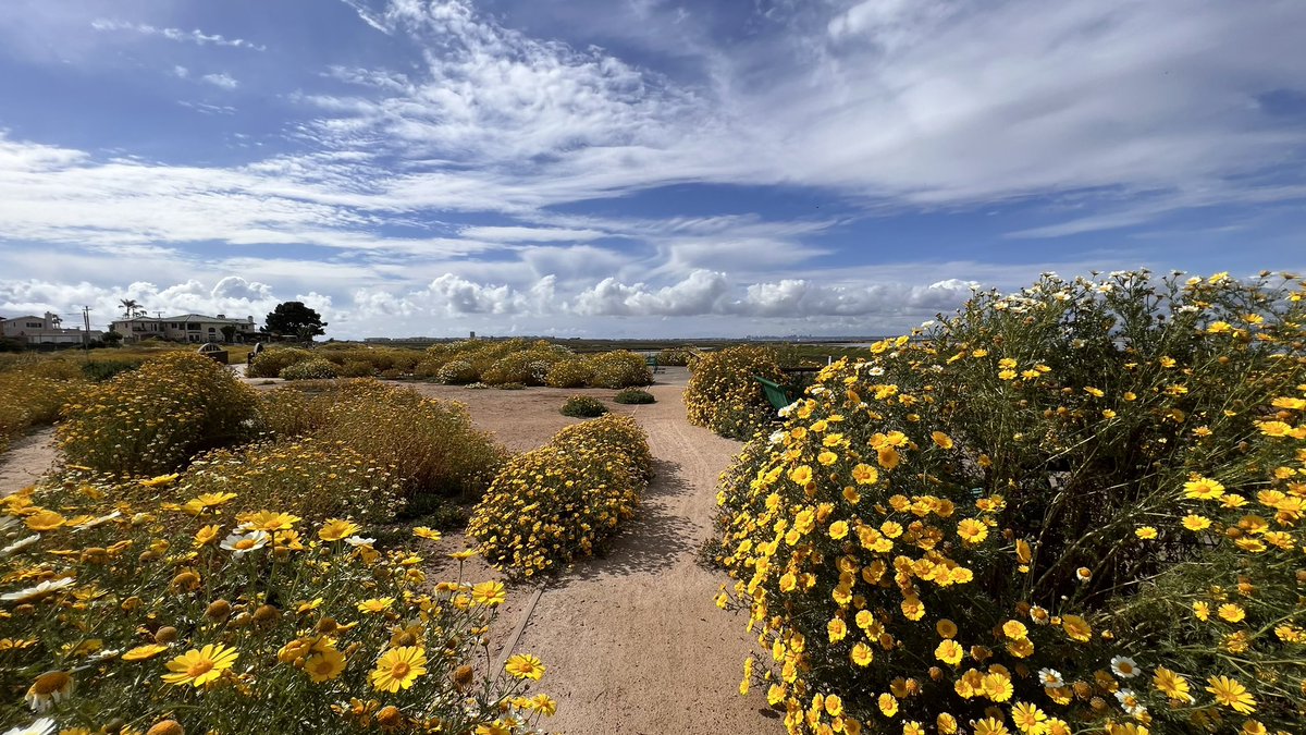 AaronNabus's tweet photo. Wow…got some lunch in Imperial Beach & ended up walking 3 miles afterwards since it was such a beautiful day!
#SDCC #ComicCon is just over two months away. Time to get those steps in so you can get #ComicConFit!
It’s not too late to start!
#GoMoveToday #SanDiego #Walking https://t.co/CwdkbDUKKp