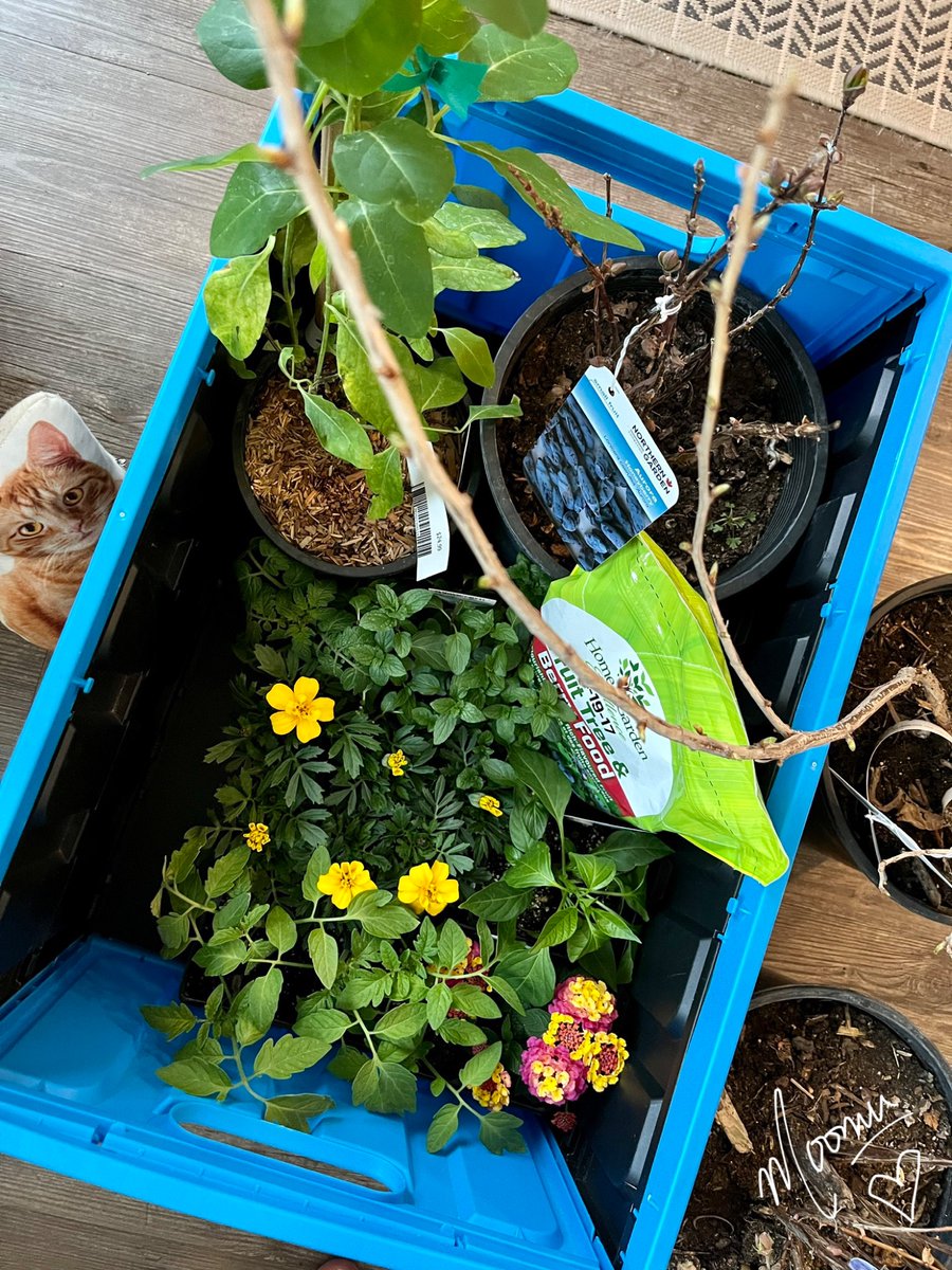 JBelle_Poems's tweet photo. #seedlingreport
I invited some new friends to join my garden 💚
2 blue honeyberries 🫐
gooseberry bush 💛
honeysuckle 🐝
Tomato 🍅
Marigolds 🌼
Peter pepper 🌶️
along with the seedlings 🌱 😊 https://t.co/5RxNcLxzXu