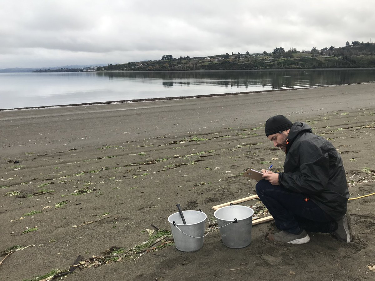 labtox_uchile's tweet photo. Desde el año 2019 @labtox_uchile ha realizado muestreos de #microplasticos en playas arenosas en #Chiloé en el marco de los Proyectos CHI7014 y RLA7025. Hoy estuvimos trabajando en la playa de Quento en #castro

#somosremarco #castro #LosLagos #iaea https://t.co/qlrMIlz9SS