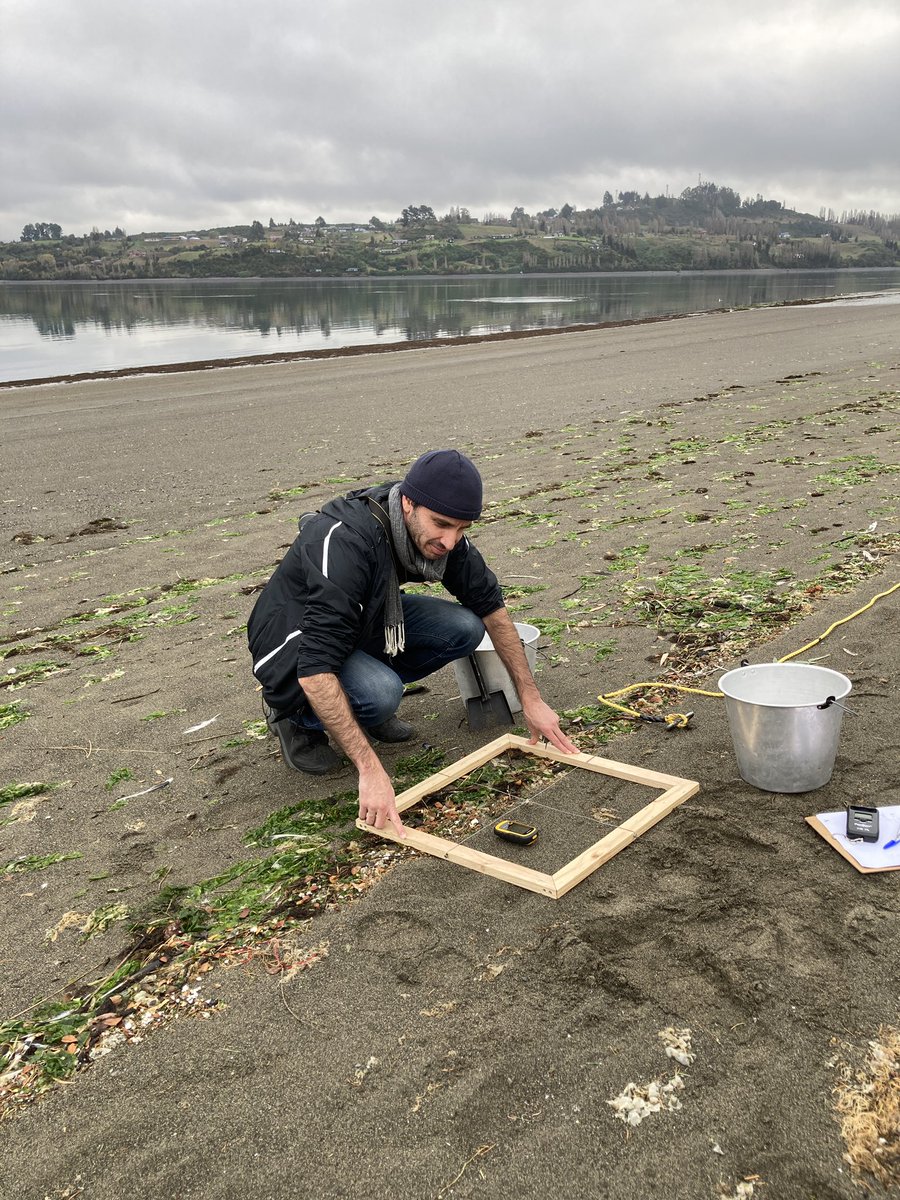 labtox_uchile's tweet photo. Desde el año 2019 @labtox_uchile ha realizado muestreos de #microplasticos en playas arenosas en #Chiloé en el marco de los Proyectos CHI7014 y RLA7025. Hoy estuvimos trabajando en la playa de Quento en #castro

#somosremarco #castro #LosLagos #iaea https://t.co/qlrMIlz9SS