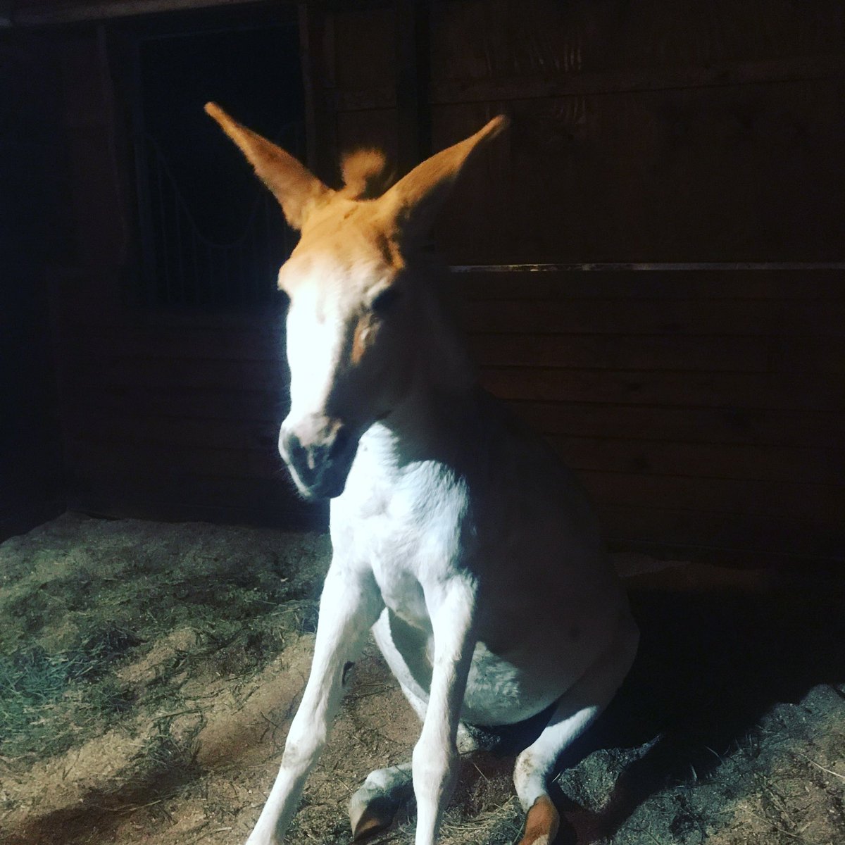 Crouton & Friends🏳️🌈🦋 tweet media