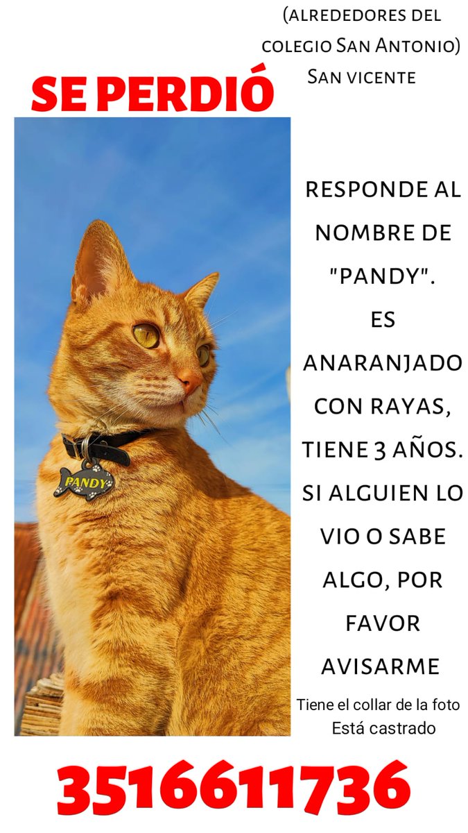 Es el gato de una amiga, perdido en San Vicente, Córdoba. 
Por favor compartirrr 🙏🏼🙏🏼
<a href="/VivireNuevaCba/">VivirenNuevaCórdoba®</a> <a href="/patitasdelsurr/">Patitas del Sur🐾</a>