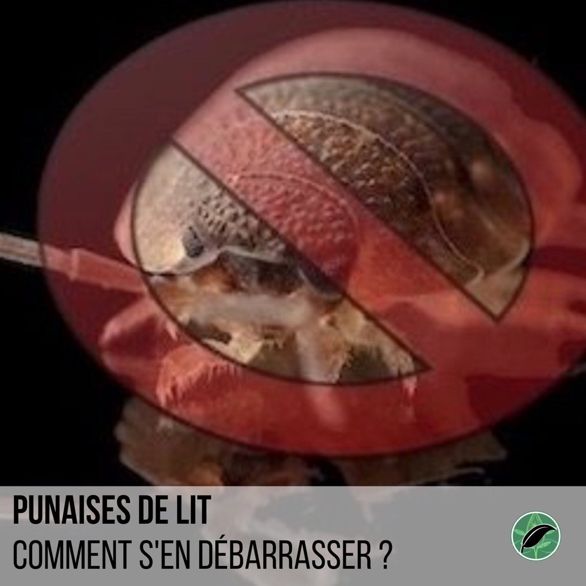 SanteNatRelax's tweet photo. Punaises de lit – Comment s'en débarrasser avec des méthodes naturelles ?
.
Cliquez sur le lien pour plus d’infos : https://t.co/gxslPA7eOT
.
#punaisesdelit #piqûre #nuisibles #insecte #petit #fleurs #bonnesanté #traitement #nuire #punaise #piqure #nuisible https://t.co/F4c89iLpn2