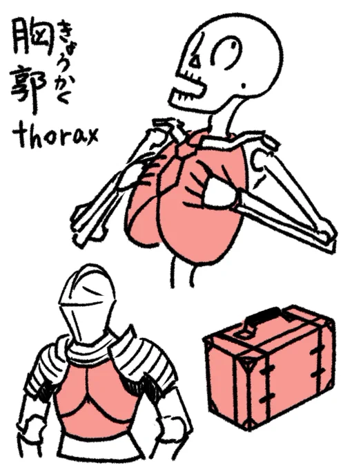 胸郭(きょうかく):ギリシャ語でthorax。胸当てやキュイラス(胴鎧)という意味。英語では保護するという意味が転じて衣装を入れるトランクtrunkに使用される。trunkは幹や体幹、胴体という意味で使用されている。