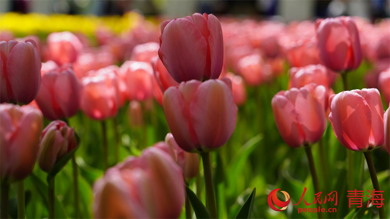 PDChinaLife's tweet photo. Over 220,000 tulips of 25 varieties bloom vigorously at the Renmin Park in the plateau city of Xining, northwest China's Qinghai Province, drawing visitors into a multi-hued floral sea. https://t.co/a2RI7UtzNh