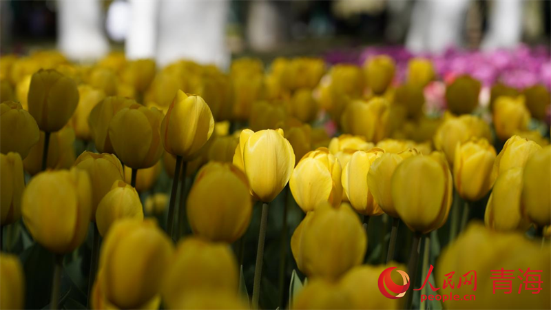 PDChinaLife's tweet photo. Over 220,000 tulips of 25 varieties bloom vigorously at the Renmin Park in the plateau city of Xining, northwest China's Qinghai Province, drawing visitors into a multi-hued floral sea. https://t.co/a2RI7UtzNh