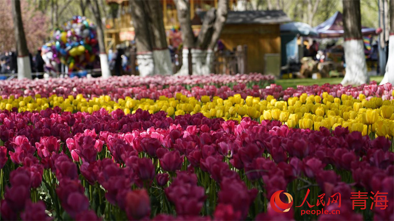 PDChinaLife's tweet photo. Over 220,000 tulips of 25 varieties bloom vigorously at the Renmin Park in the plateau city of Xining, northwest China's Qinghai Province, drawing visitors into a multi-hued floral sea. https://t.co/a2RI7UtzNh