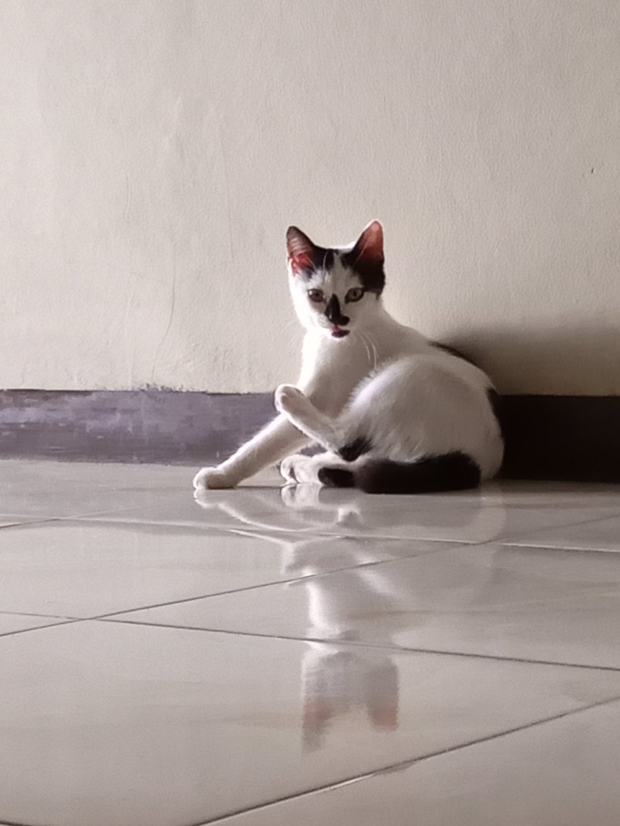 namanya Sapi