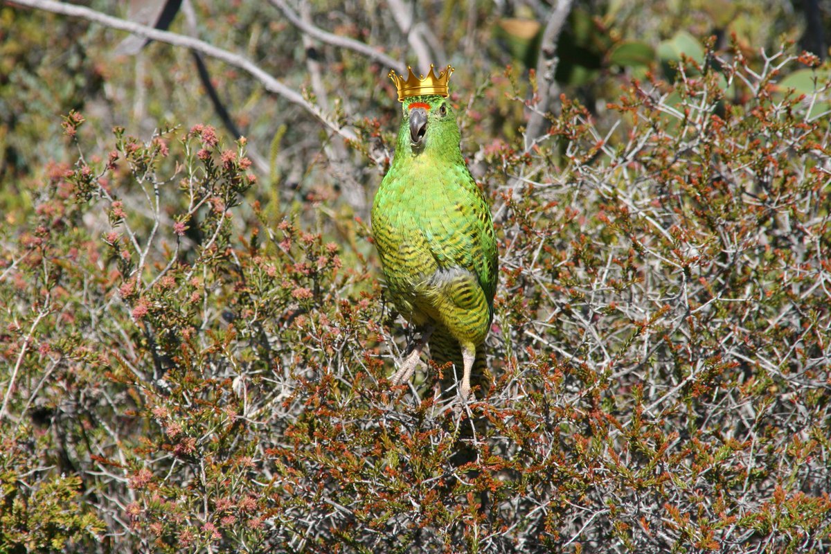 A gift fit for a King 👑 To mark the King’s Coronation, the Commonwealth has provided a gift to the King in the form of a $10,000 donation to the @FriendsWGP. Congrats to the Friends of group and to all involved in the recovery of this special species!