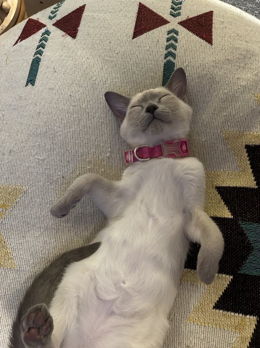 น้องเลวี่น่ารักมากกกกกกกกกกกก หล่อแต่เด็ก แล้วแบบ ฮือ แมวเบบี๋อะ นอนโชว์พุง T___________T