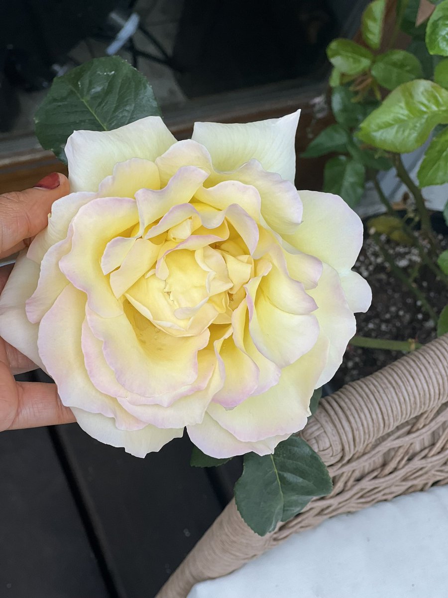 Maryamhasnaa's tweet photo. Sending healing flowers. https://t.co/lDUZwTXcmY