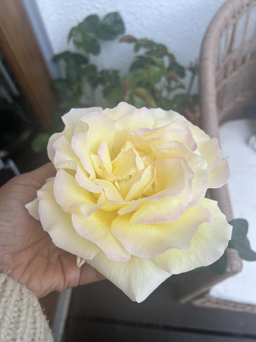 Maryamhasnaa's tweet photo. Sending healing flowers. https://t.co/lDUZwTXcmY