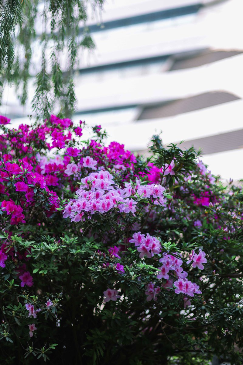 HongKongPolyU's tweet photo. What are your favourite spring-time sights on #PolyU campus? ๐ท
#PolyUSpring #PolyUCampus #flower #bloom #campus #university #hongkong #spring https://t.co/zJDJJS3Ex1