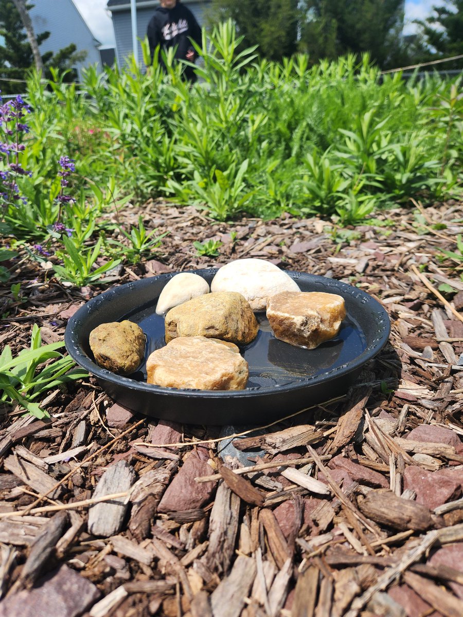 New additions to our Monarch Waystation... butterfly puddles and bee baths.  <a href="/MiddletownElem/">Middletown Elementary FCPS</a>