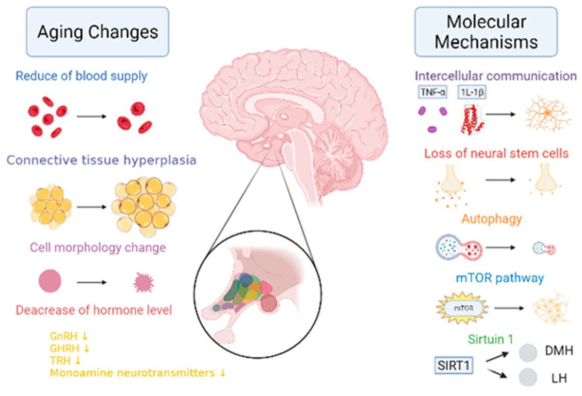 Encyclopedia_X's tweet photo. Timing Sequence and Mechanism #Endocrine #Organs Aging
The aging of #endocrineglands is closely linked to #oxidativestress, #cellularautophagy, #geneticdamage, and #hormonesecretion.
https://t.co/3WoXHE3XJU
@Chem_CP https://t.co/IadKFcbc1T