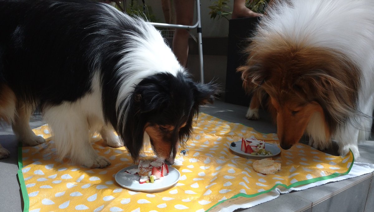 アネラ4歳おめでとう🎂
マノアのお誕生日は
まだ先(7/11)だけど
一緒にお祝いしました💟
アネラのアレルギー対策で
米粉のパンケーキに
ヨーグルトトッピング🍓  
歳の数づつブルーベリーを。。😊
食いしん坊アネラが
マノアの分のパンケーキも取って
3段分食べました🐷
しかも丸のみ😂
#犬用ケーキ