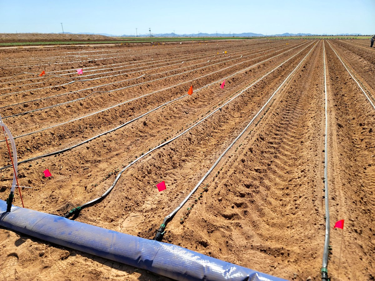 DebankurSanyal's tweet photo. We are evaluating soil health under different irrigation strategies... field is laid out, and cotton seeds have germinated... fingers-crossed!
#SoilHealthExtension
#SoilHealth
#SustainableAgriculture
#HealthyDesertSoilsInitiative https://t.co/hDFeGY66fB